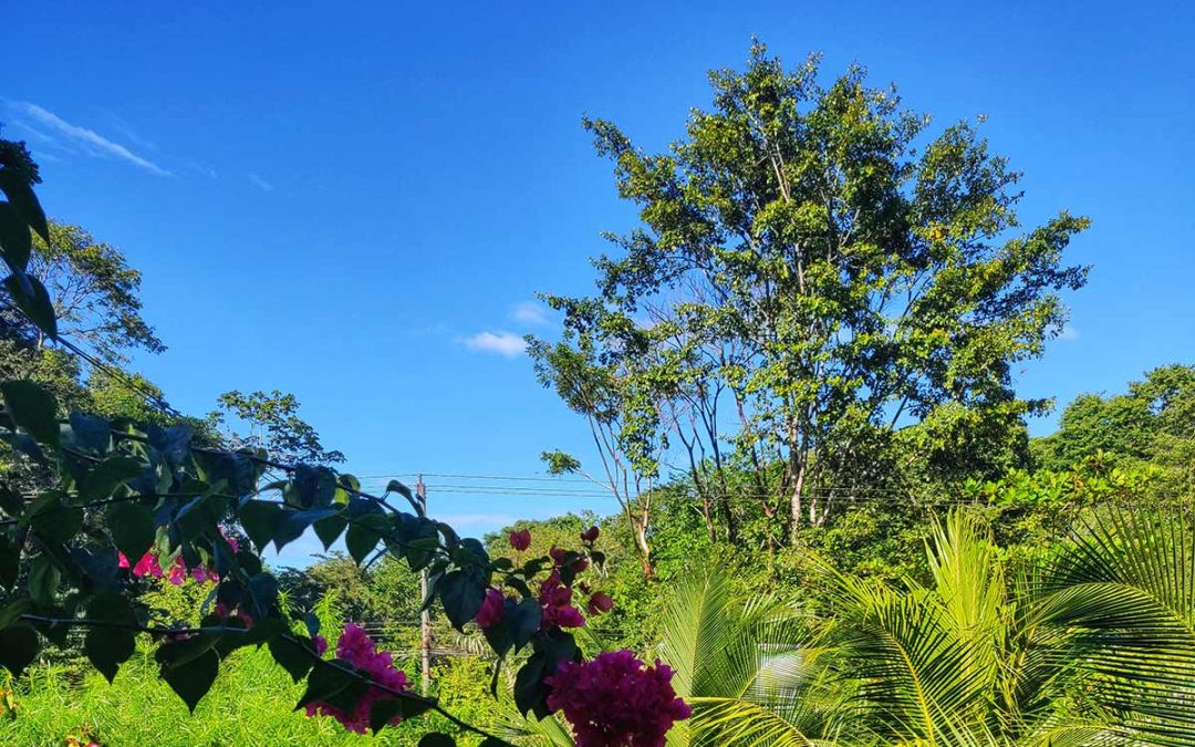 LLEGAR AL PARQUE NACIONAL DE MANZANILLO DESDE PUERTO VIEJO SIN CARRO